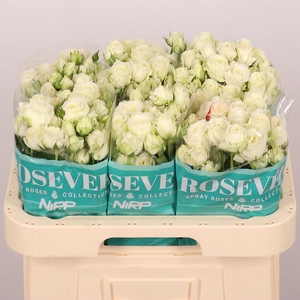 R TR SCENTED ROSEVER