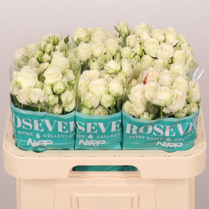 <h4>R TR SCENTED ROSEVER</h4>