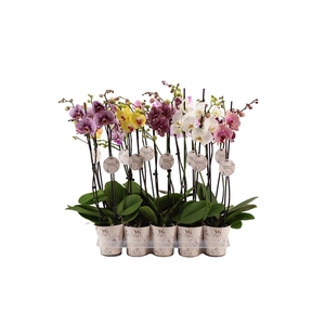 Collection of the House Cover Phal Collection Mix 2T16+