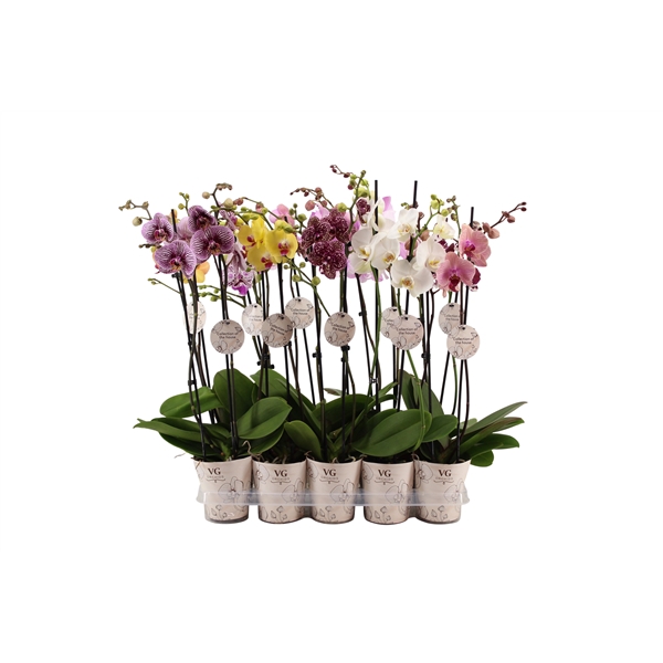 <h4>Collection of the House Cover Phal Collection Mix 2T16+</h4>