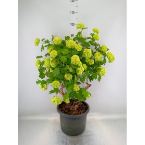 Viburnum opulus 'Roseum'