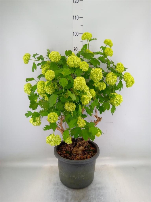 <h4>Viburnum opulus 'Roseum'</h4>