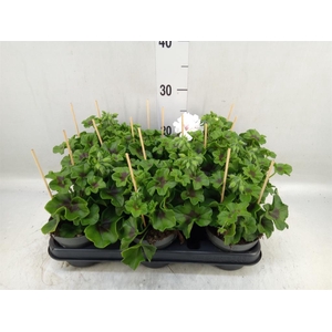 Pelargonium pelt.   ...