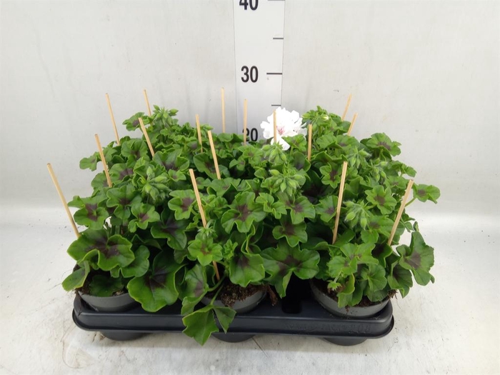 <h4>Pelargonium pelt.   ...</h4>