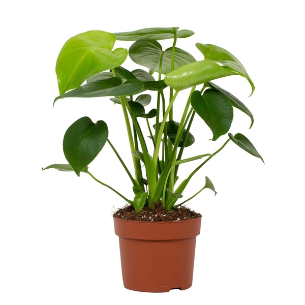 <h4>Monstera overig</h4>