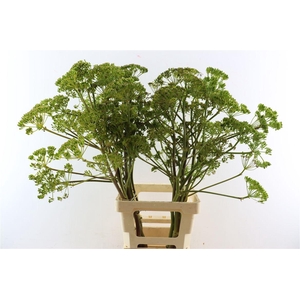 Ferule Seed 100cm P Stem