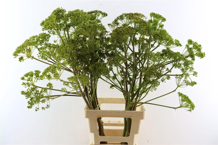 <h4>Ferule Seed 100cm P Stem</h4>