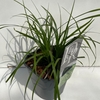Carex oshimensis