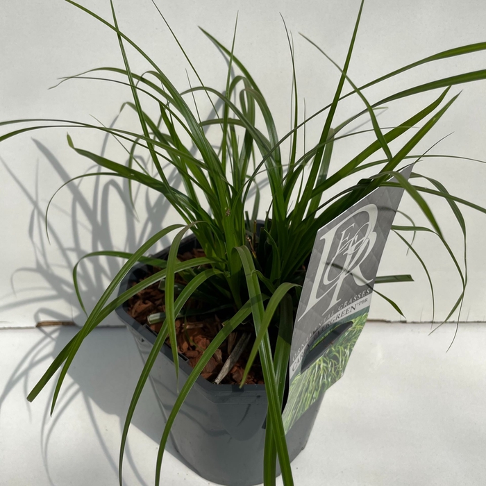 Carex oshimensis