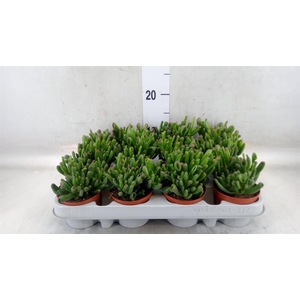 Crassula ovata 'Gollum'