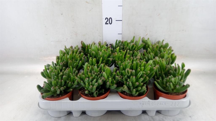 <h4>Crassula ovata 'Gollum'</h4>