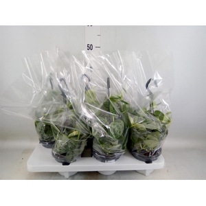 Scindapsus pictus 'Silvery Ann'