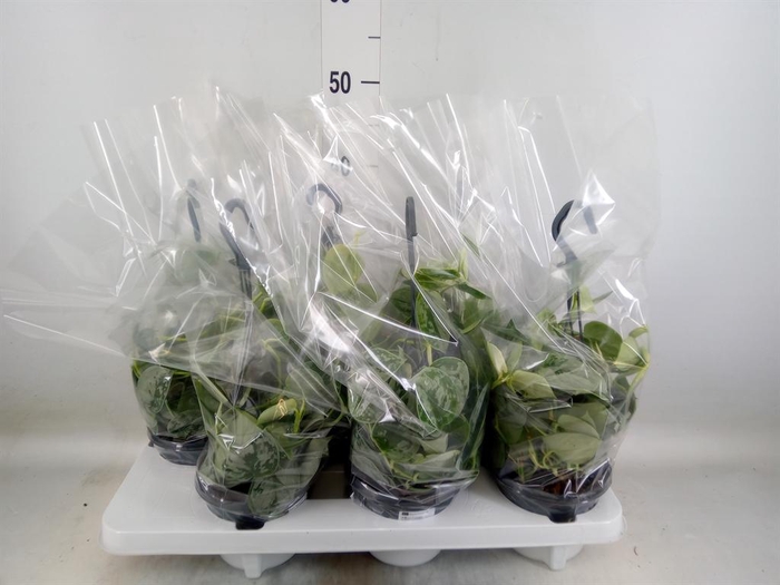 <h4>Scindapsus pictus 'Silvery Ann'</h4>