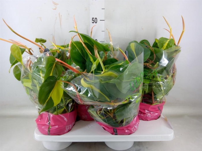 <h4>Philodendron scand. 'Brasil'</h4>