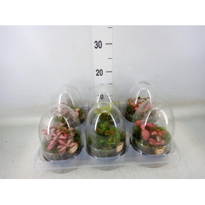 Arr.   Kamerplant Groen H%