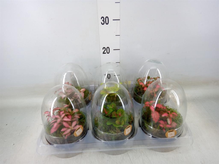 <h4>Arr.   Kamerplant Groen H%</h4>