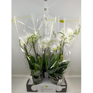 Phalaenopsis   ...white