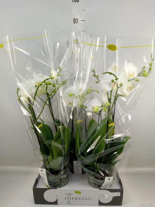 <h4>Phalaenopsis   ...white</h4>