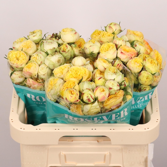 <h4>R TR PEONI ROSEVER</h4>