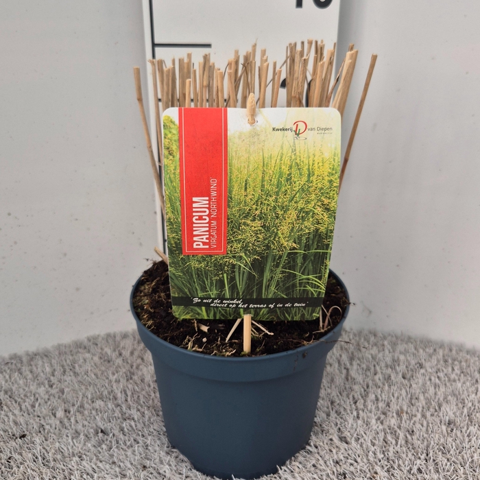<h4>Panicum Vir. Northwind P19</h4>