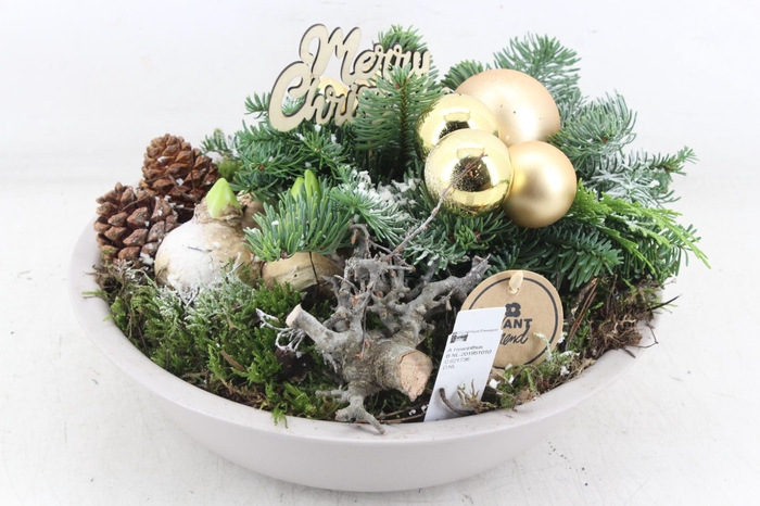 <h4>arr4 Hyacint PL - Zink taupe schaal Kerst Gold</h4>