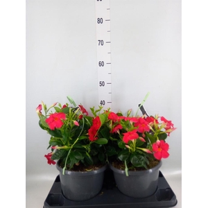 Mandevilla am. 'Sundav Red'