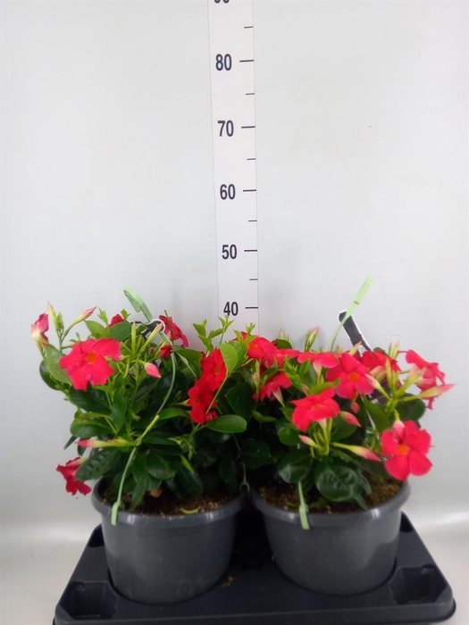 <h4>Mandevilla am. 'Sundav Red'</h4>