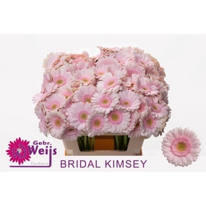 GE MI BRIDAL KIMSEY