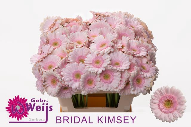 GE MI BRIDAL KIMSEY