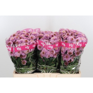 Chr San Aaa Doria Pi