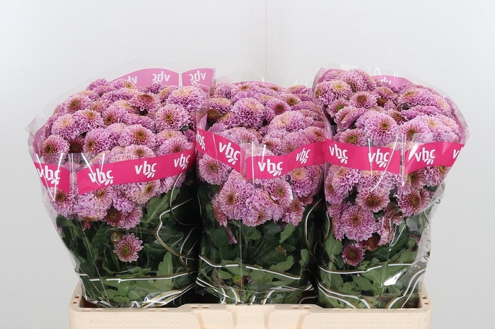 <h4>Chr San Aaa Doria Pi</h4>