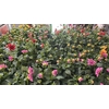 Dahlia Mixk 1 Kl Per Tray