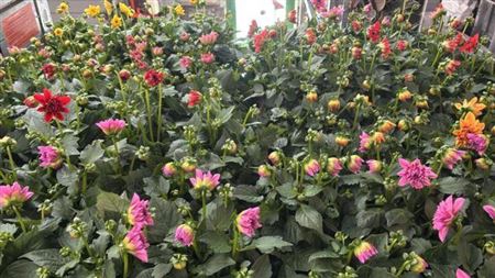 Dahlia Mixk 1 Kl Per Tray