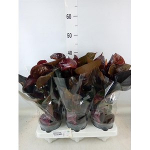 Anthurium   ...