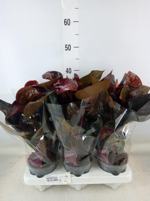 <h4>Anthurium   ...</h4>