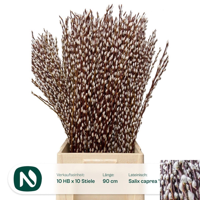 <h4>SALIX WILGENKATJES</h4>