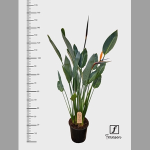 STRELITZIA REGIN BL