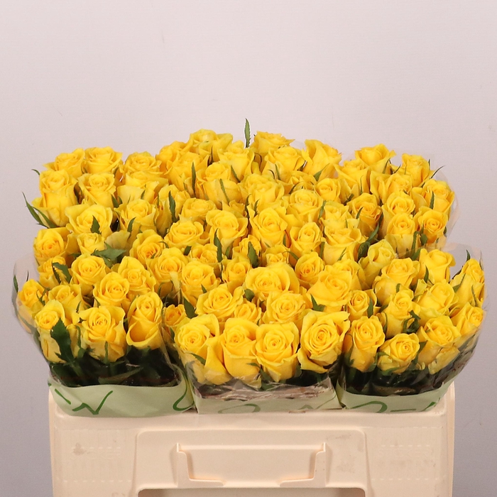 <h4>R GR MOONWALK</h4>