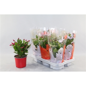 Schlumbergera 25+ knop gemengd 2 kleuren 