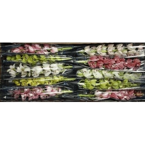 Minicymbidium mix