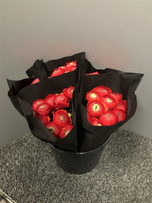 <h4>Ran Suc Red 316 Sup</h4>