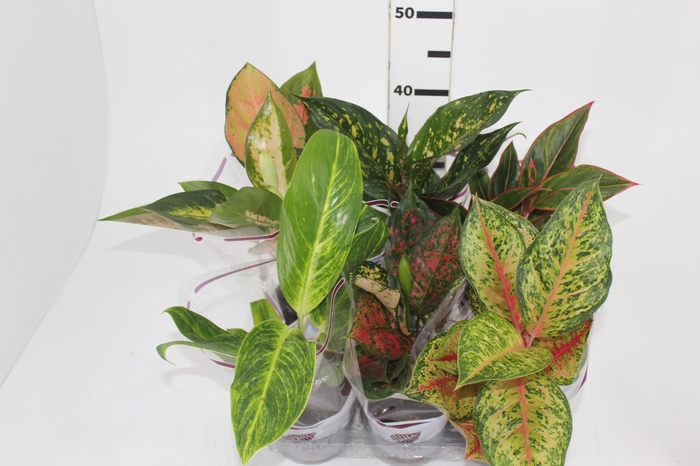 <h4>AGLAONEMA VARIADA P12</h4>