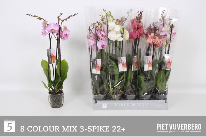 <h4>PHAL GEM 8 KL</h4>