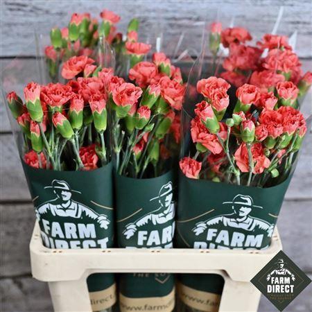 <h4>Di tr Lobster</h4>