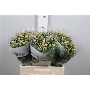 Bouvardia EN 'Sweet Jewel'