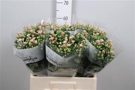 <h4>Bouvardia EN 'Sweet Jewel'</h4>