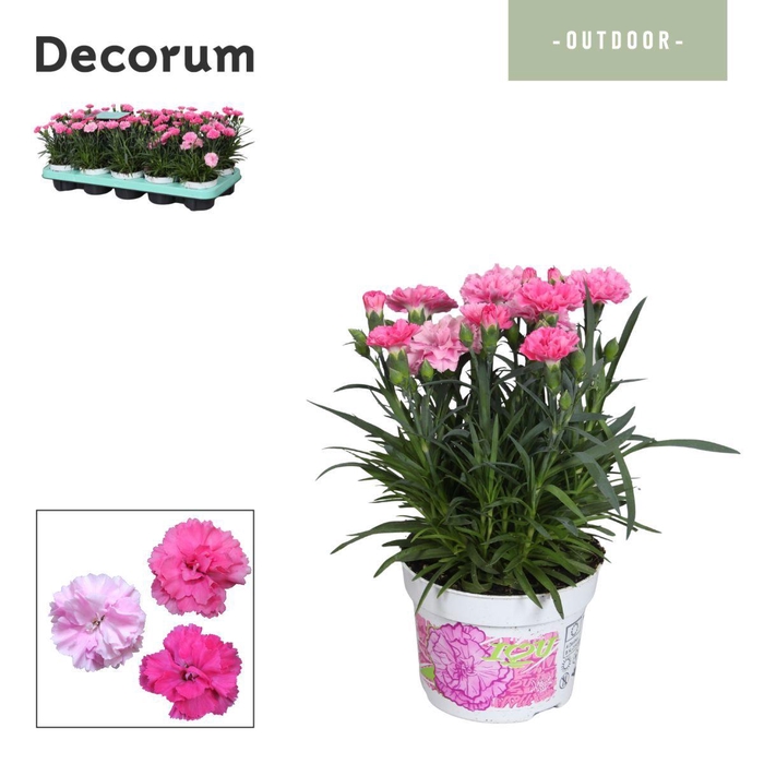 <h4>Dianthus Decorum I LOVE YOU</h4>