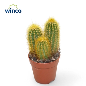 Pilosocereus Chrysotele