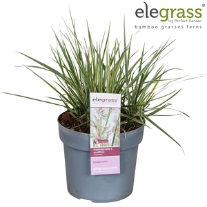 Calamagrostis x Overdam