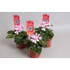 Pelargonium Calliope cascade Appelblossom